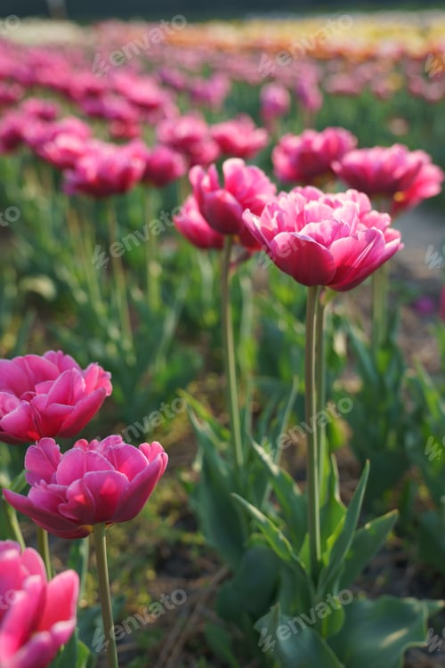 Preview: Tulips