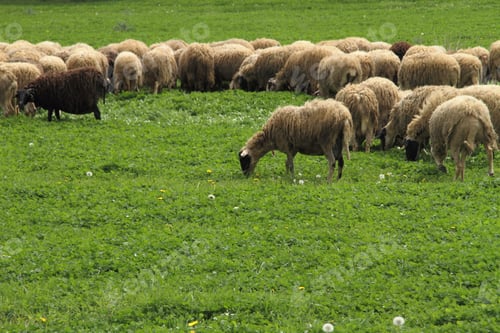 Preview: Sheep grazing