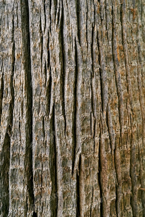 Vorschau: Graue Rinde eines großen Baumes. Nahaufnahme