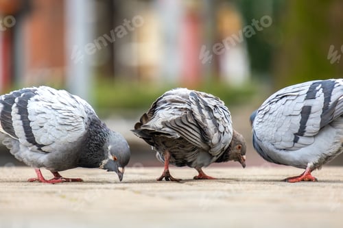 Preview: Closeup of gray pigeons birds walking on a city street searching food.