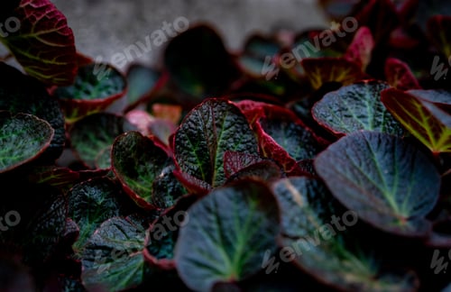 Preview: Green and red round leaf texture. Close-up detail of begonia leaves. Beauty house plant. Indoor