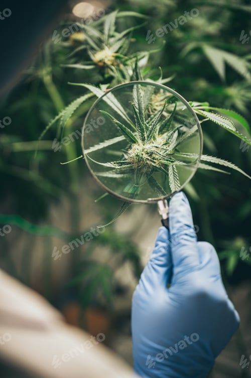 Preview: Growing cannabis indoors, hemp cultivation technique. Growing pot in groutent