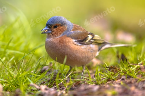 Preview: Chaffinch on lawn profile looking