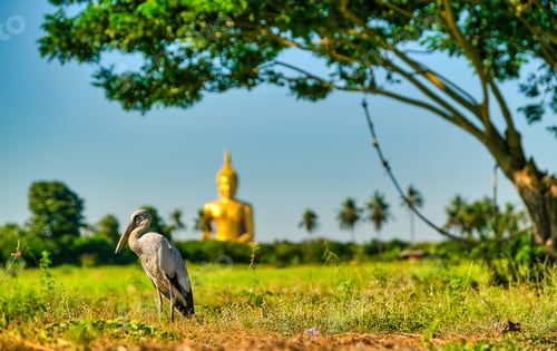 Vorschau: Graureihervogelstand im Reisfeld mit großer Buddha-Statue und großem Baum als Hintergrund.