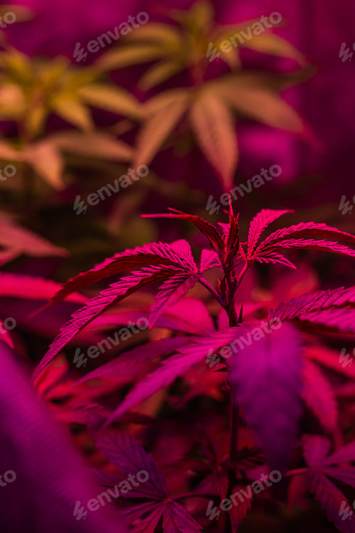 Preview: Beautiful shot of medical marijuana cannabis