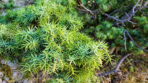 Preview: Green evergreen juniper with prickly green needles in the wild.