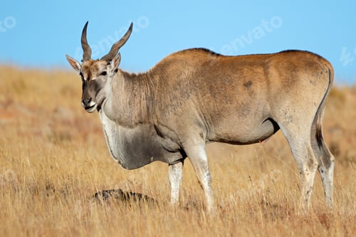 Preview: Eland antelope in grassland