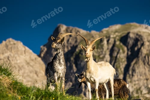 Preview: Alpine ibex atop rocky mountains in the breathtaking Dolomites landscape