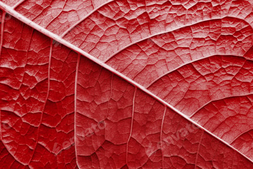 Preview: Abstract Natural Texture Of A Surface Of A Leaf Of A Plant With Streaks Closeup For A Natural