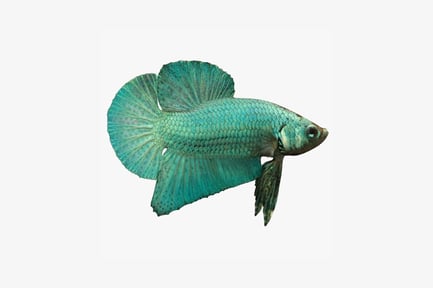 Preview: Siamese fighting fish with fanned fins
