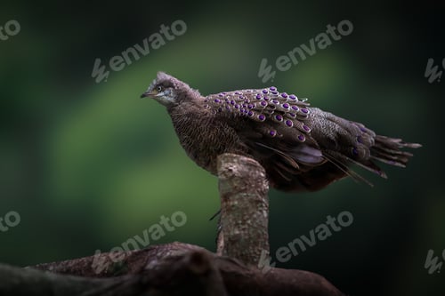 Preview: Male Grey Peacock-pheasant (Polyplectron bicalcaratum)