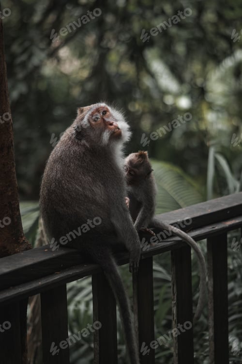 Vista previa: Macaco come-cangrejos con un bebé sentado en una barandilla de madera. Bosque de monos de Ubud, Bali
.