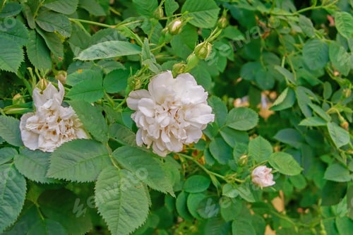 Preview: White rose in my garden. A photo of a beautiful white rose.