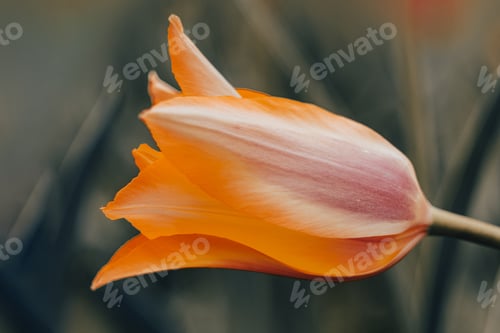 Preview: Netherlands tulips close-up selective focus blurred background flower blossom garden Modern toning