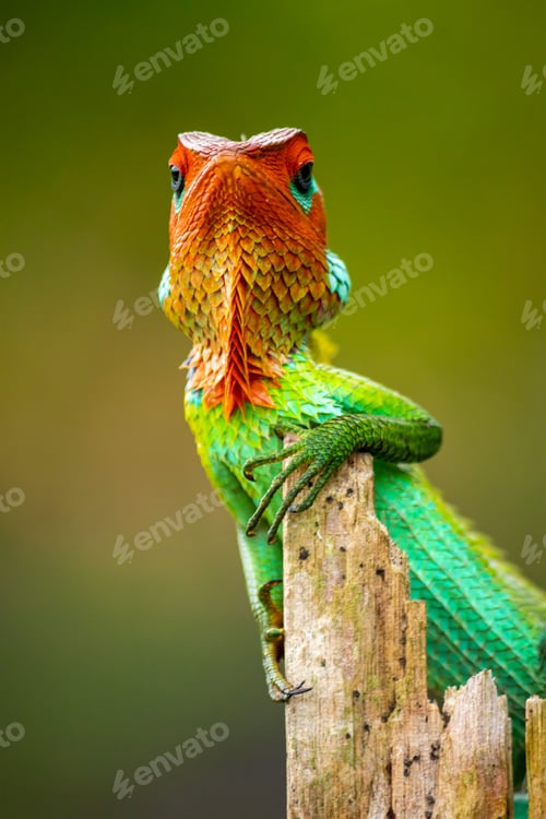 Preview: Green garden lizard showed up for a photoshoot, resting in a wooden pole
