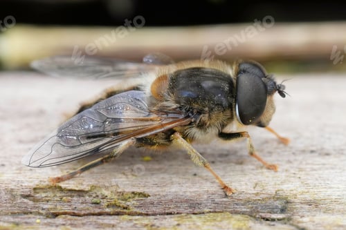 Preview: Closeup on a tapered drone fly, Eristalis pertinax sitting on wood