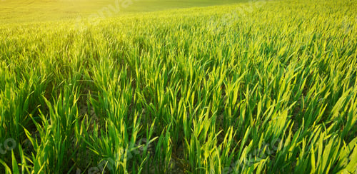 Preview: Green grass texture.