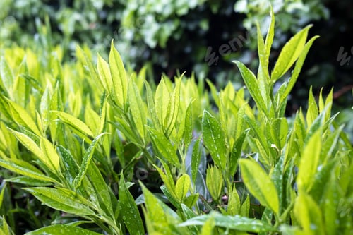 Preview: Green foliage in raindrops after rain in the rays of the sun, on a blurred background.