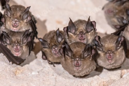 Preview: Greater horseshoe bat colony