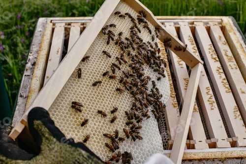 Preview: Beekeeper checks a frame of a beehive