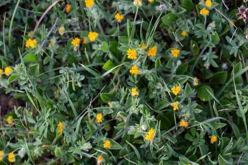 Preview: Close up of yellow flowers of common bird's-foot trefoil (Lotus corniculatus), pea family Fabaceae.