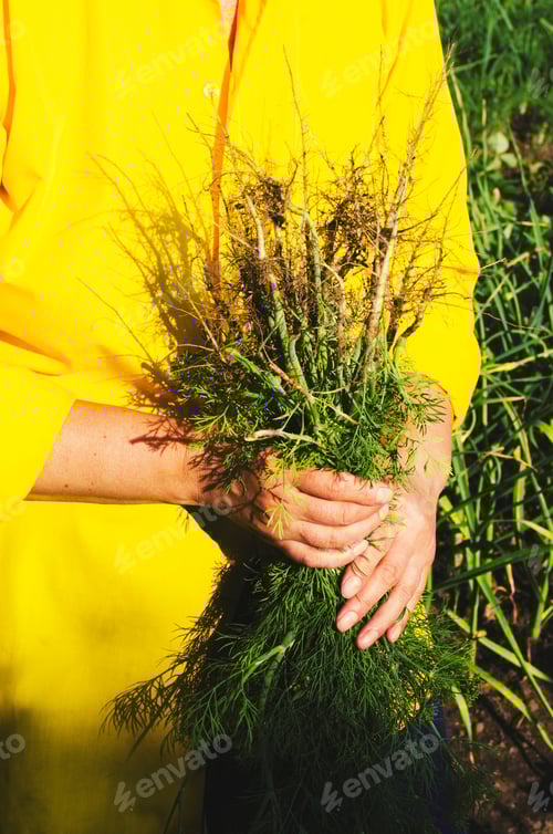 Visualização: Endro fresco. Mulher de verdade. Agricultura