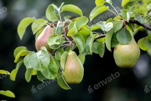 Preview: Close-up bunch of beautiful green pears