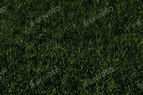 Preview: background green grass of football field