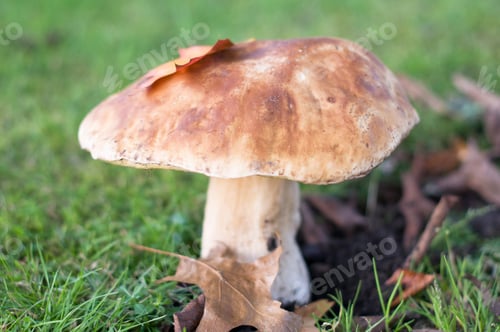 Preview: large ripe porcini mushroom grows in the green grass,autumn harvest of mushrooms