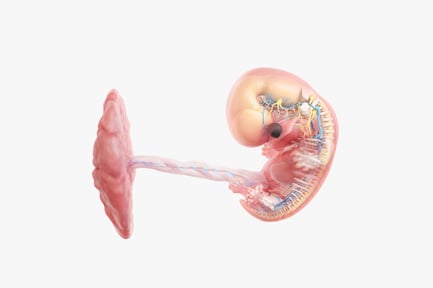 Preview: 8 Week Fetal Anatomy with Placenta