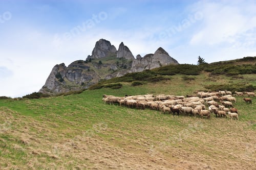 Preview: a flock of sheep