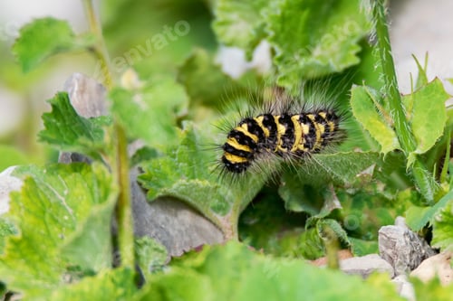 Preview: Close up of Acronicta dentinosa on the green leaf