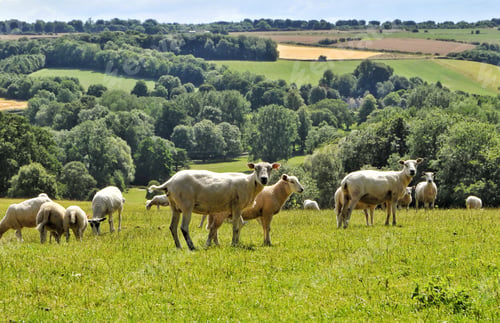 Preview: Countryside Sheep