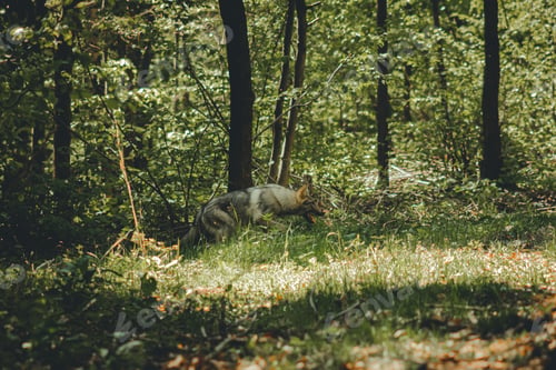 Preview: Playful dog running in a grassy field with trees in the background