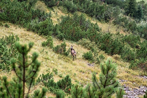 Preview: Chamois is species of goat antelope lives on rocky mountain in Swiss Alps