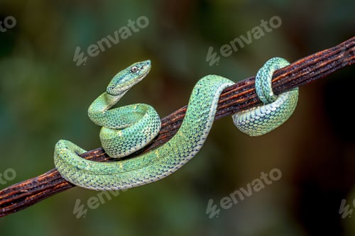 Preview: Side striped Palm Viper on branch