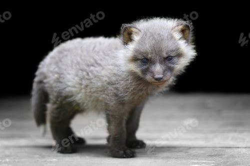 Preview: Baby silver fox