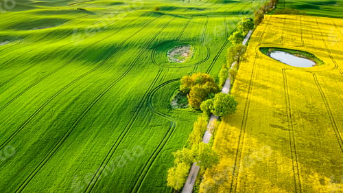 Preview: Green and yellow fields in countryside. Aerial view of agriculture.