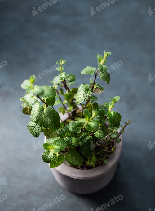 Preview: Fresh mint in a ceramic pot on a dark background.