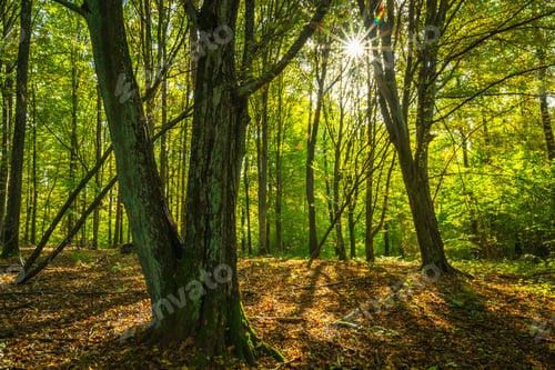 Preview: Sun in the mysterious natural forest