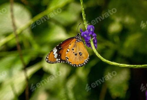Preview: Selective focus shot of a butterfly perched on a flower