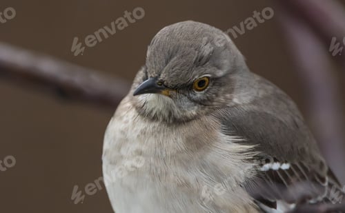 Preview: Close up of mockingbird perched on a branch