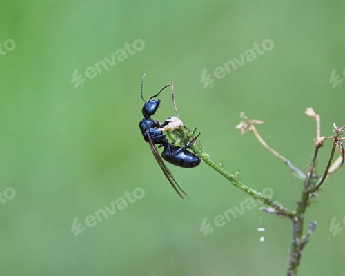 Preview: Macro shot of a Queen winged black carpenter ant on a plant