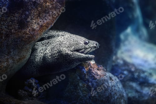 Preview: Spotted Moray (Gymnothorax moringa) - Large Moray Eel