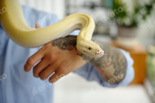 Preview: Handling Exotic Yellow Snake With Tattooed Arm