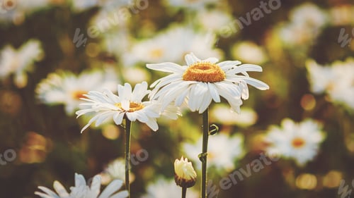 Preview: Field of daisies in warm sunset light, summer flowers background