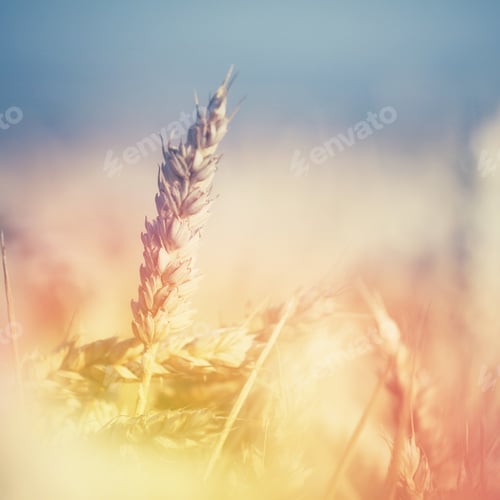 Preview: An ear of corn in a harvest field on a hazy sunny morning.