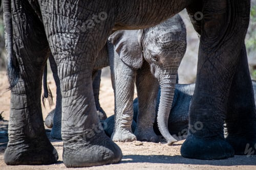 Preview: An elephant calf, Loxodonta africana, stands beneath an adult's legs