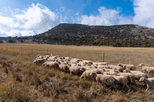 Preview: Sheep Herd in Countryside