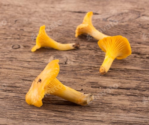 Preview: Yellow chanterelle isolated on wooden background